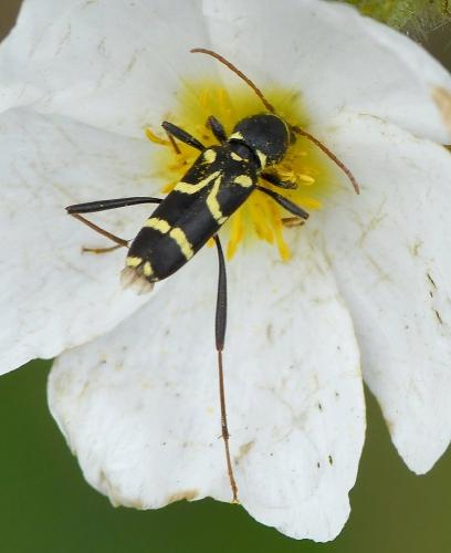 Réf. 231 345 : Clytus rhamni
